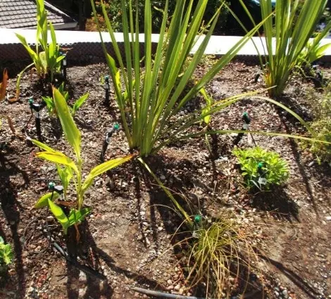 Green areas with native species and an efficient irrigation system