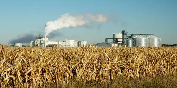 Cropland extent dedicated to biofuels in Venezuela